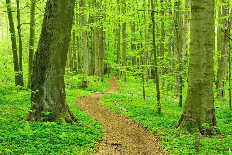 Hiking trail winds through semi-natural beech forest in spring