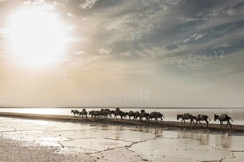 Donkey caravan loaded with rock salt plates on the way through a salt lake