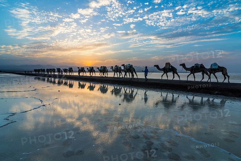 Camels loaded with rock salt slabs walk at sunset through a salt lake