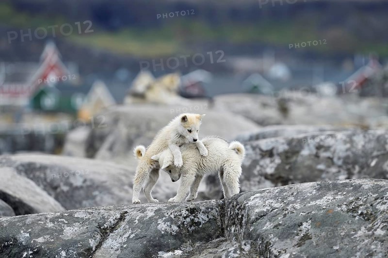 Two playing young Greenlandic dogs on a rock slab
