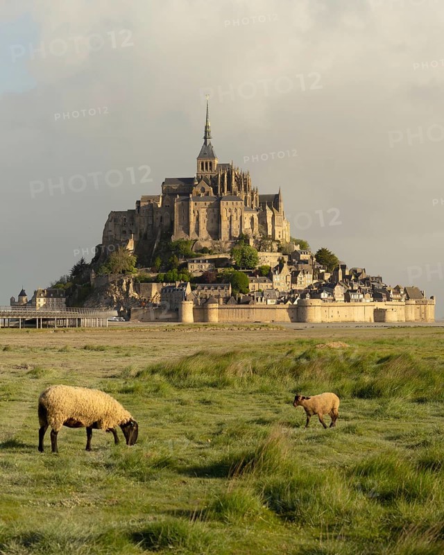 Sheep grazing in a meadow in front of Le Mont-Saint-Michel