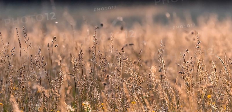 High grass