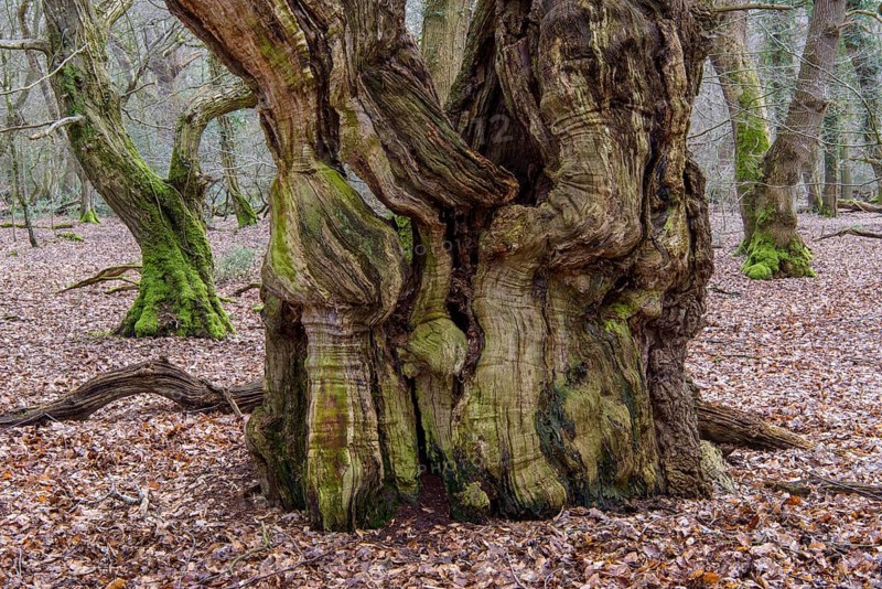 Intergrown trunk of an old beech
