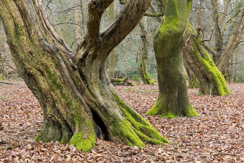 Old mossy tree trunks