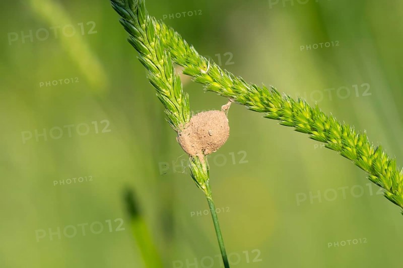 Layed eggs of an insect between blades of grass