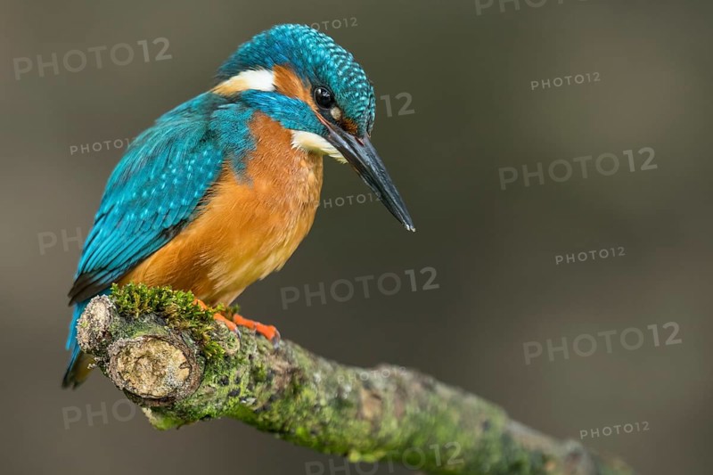 Common kingfisher