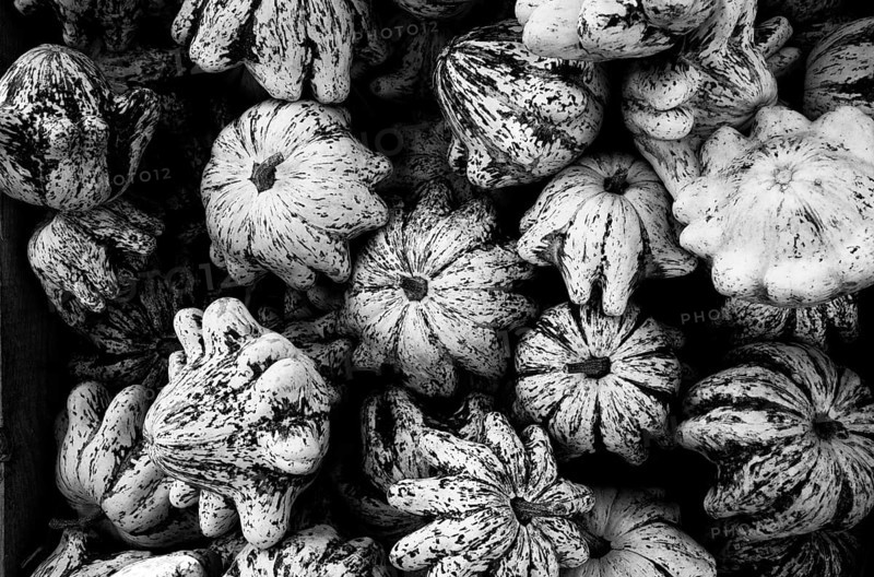 Patisson Pumpkin