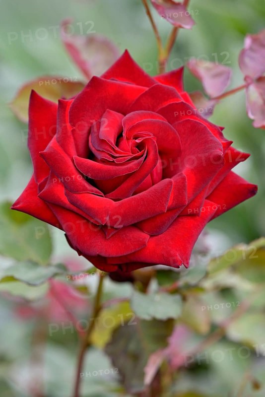 Edelrose
