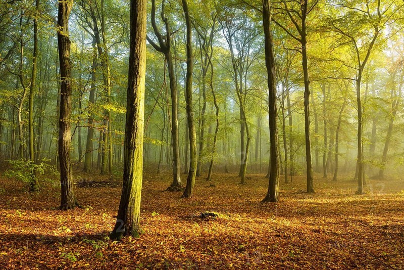 Hornbeam forest in autumn