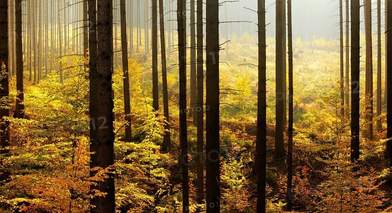 Spruce forest with clear cutting and beginning rejuvenation by beech trees in autumn