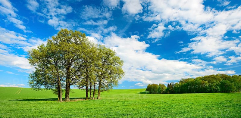 Green meadow with group of trees in spring