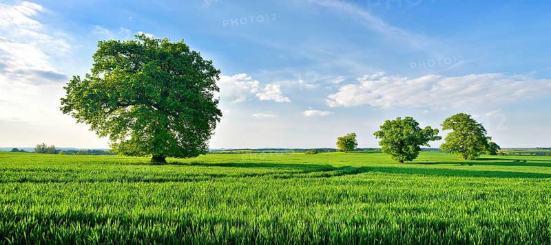 Huge old gnarled oaks on green meadows in spring under a blue sky
