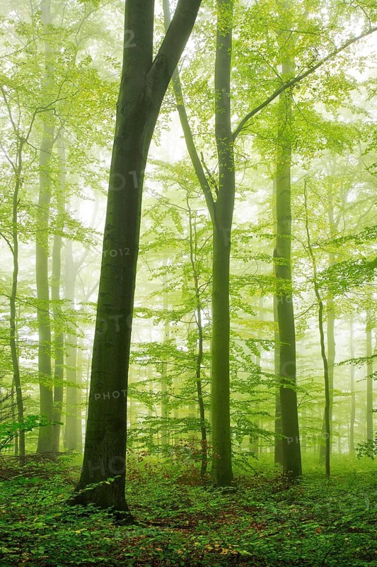 Beech forest with fog in early autumn