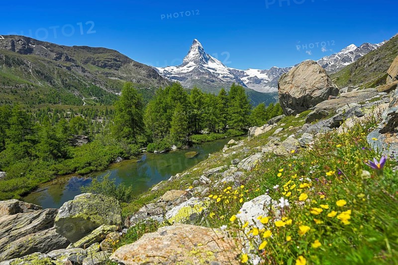 Alpine meadow of blossoming yellow flowers at the Grindjisee