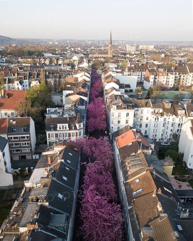 Flowering cherry trees in Heerstrasse
