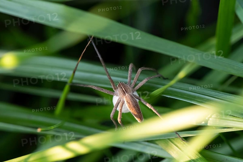 Running spider