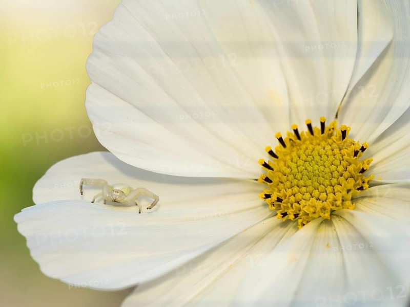 Goldenrod crab spider
