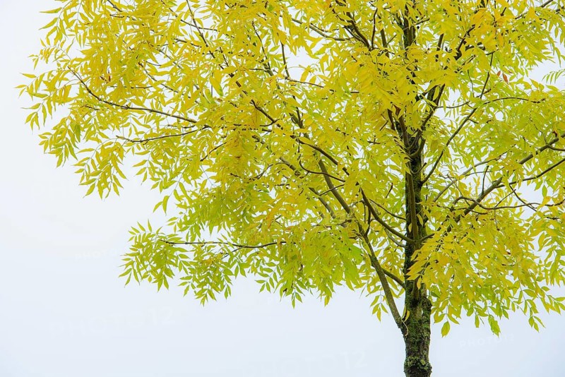 Pecantree