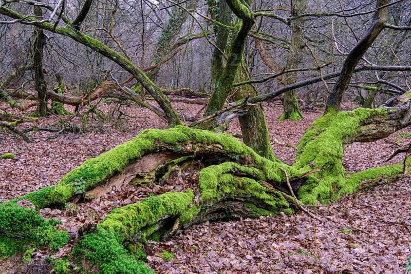 Old trees in the jungle Baumweg