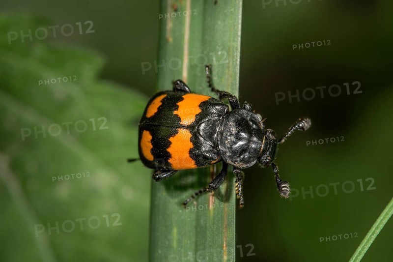 Nicrophorus vespilloides