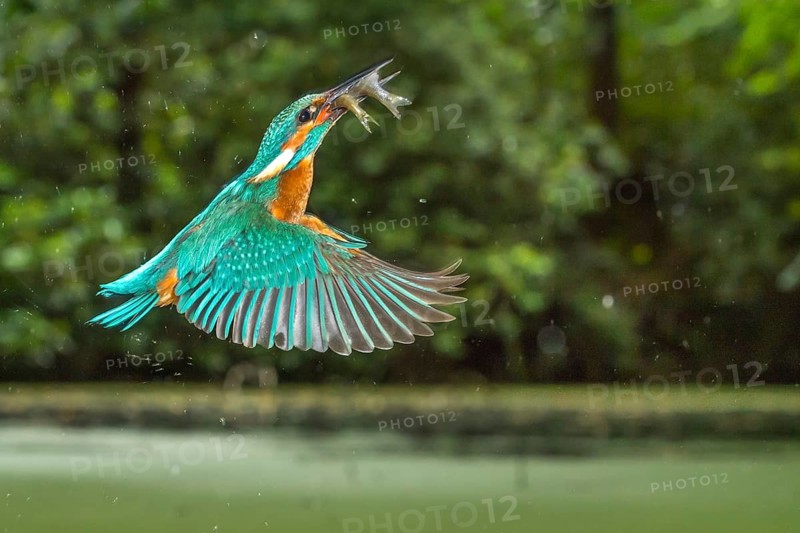 Busted Common kingfisher