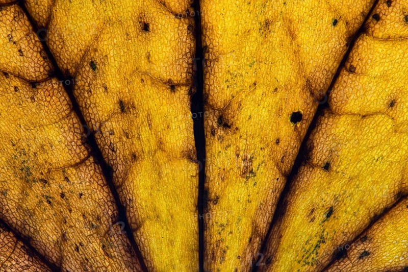 Structure of a yellowish