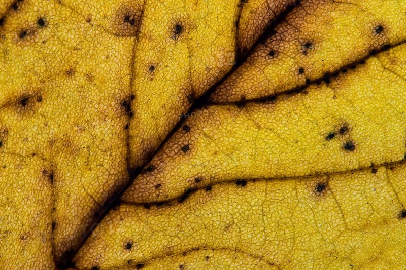 Structure of a yellowish