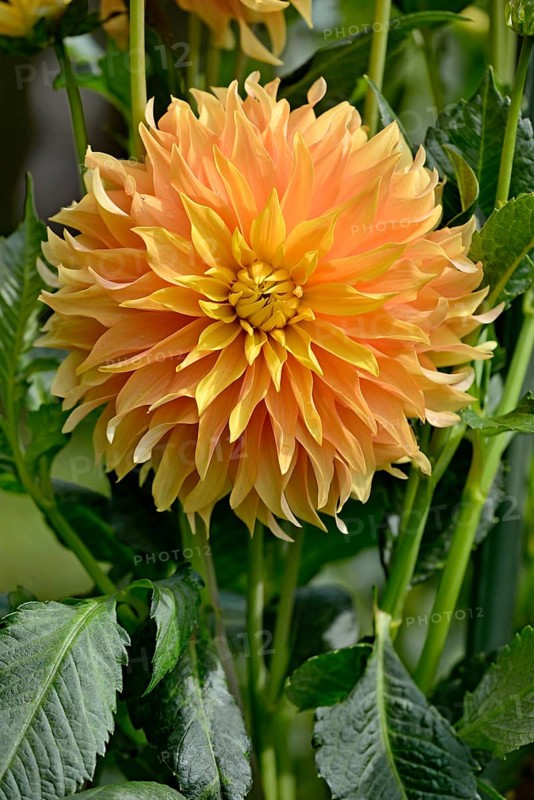 SemicactusDahlia