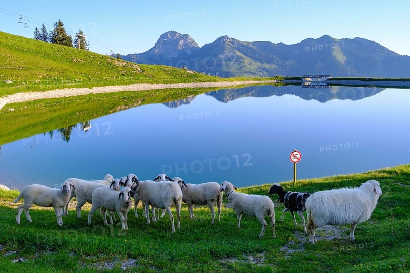 Sheep at the Walleralm reservoir