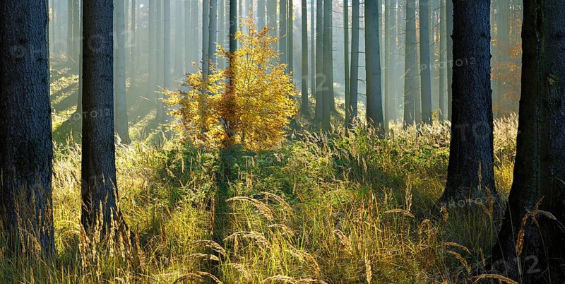 Sunny spruce forest in autumn
