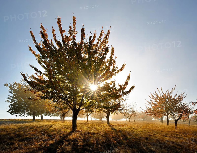 Meadow orchard with morning mist in autumn