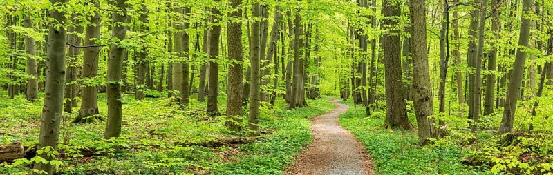 Hiking trail winds through semi-natural beech forest in spring