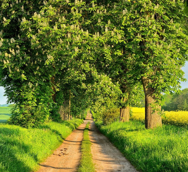 Field path through avenue with flowering Horse chestnuts