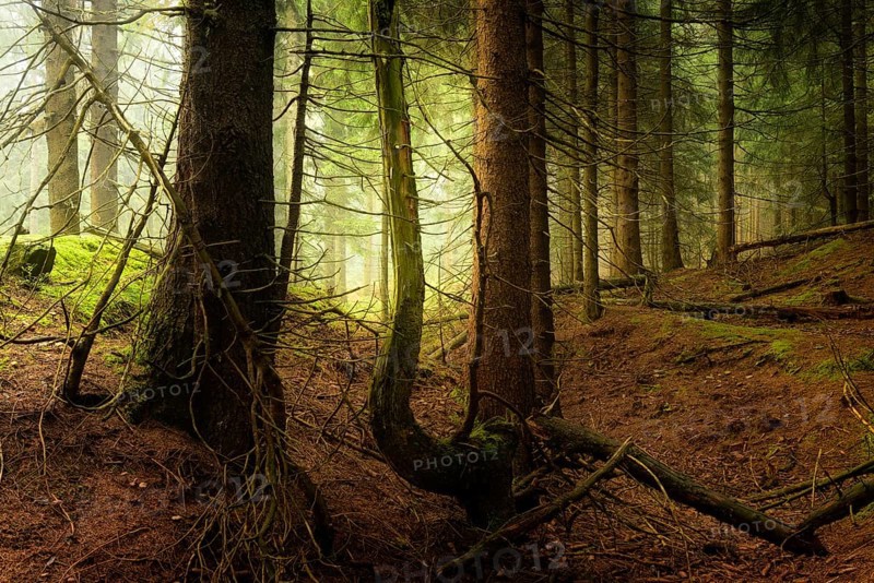 Mysterious dense spruce forest with fog