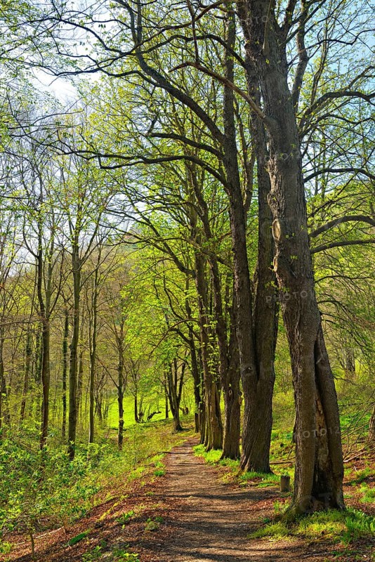 Hiking trail to Leuchtenburg in spring