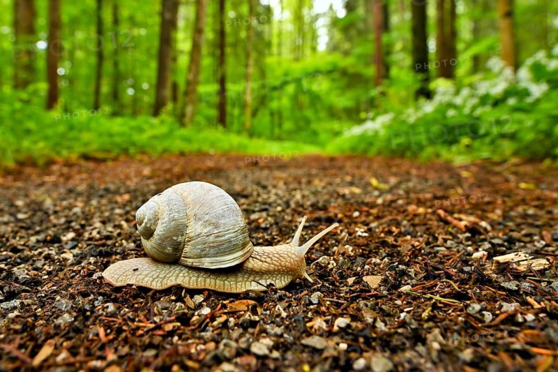 Burgundy snail