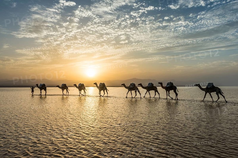 Camels loaded with rock salt plates walk through a salt lake