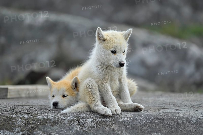 Two young Greenlandic dogs sitting on a rock slab