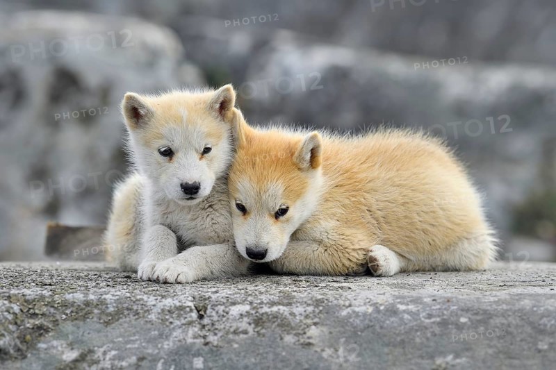 Two young Greenlandic dogs sitting on a rock slab