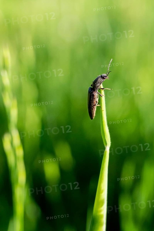 Click beetle