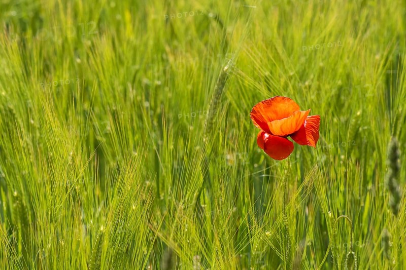 Blooming red poppy