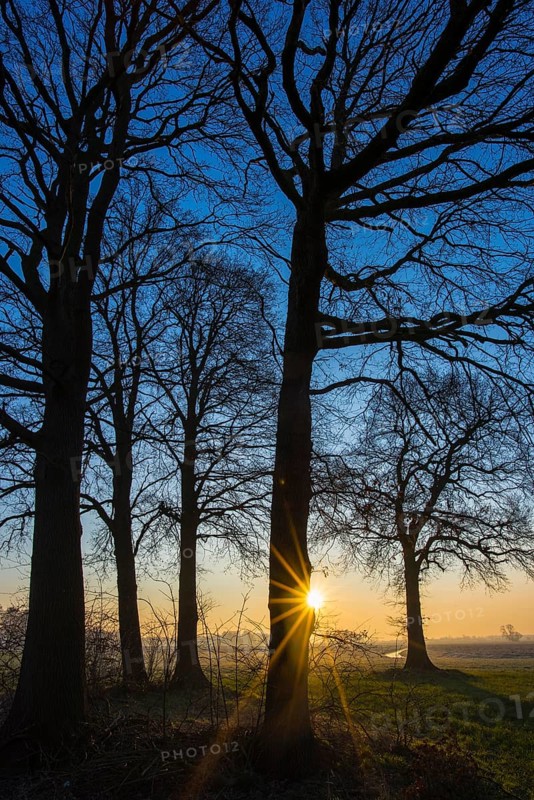 Bare oaks at sunrise