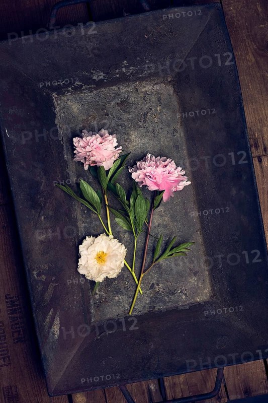 Three peonies in an embers tub on vintage wooden boxes