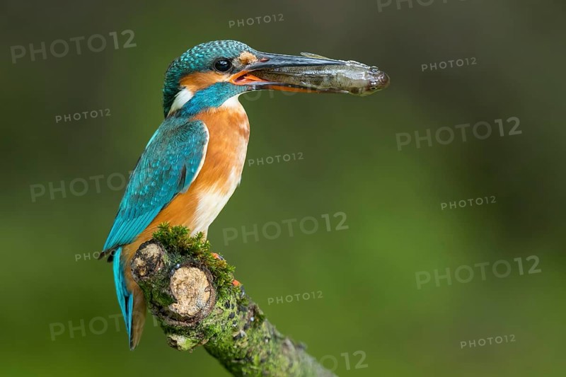 Common kingfisher
