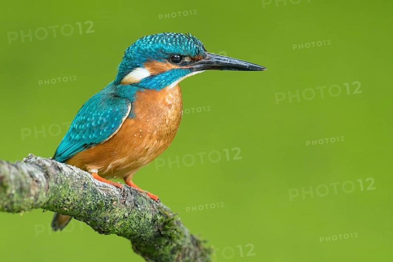 Common kingfisher