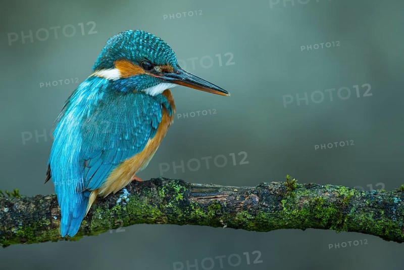 Common kingfisher