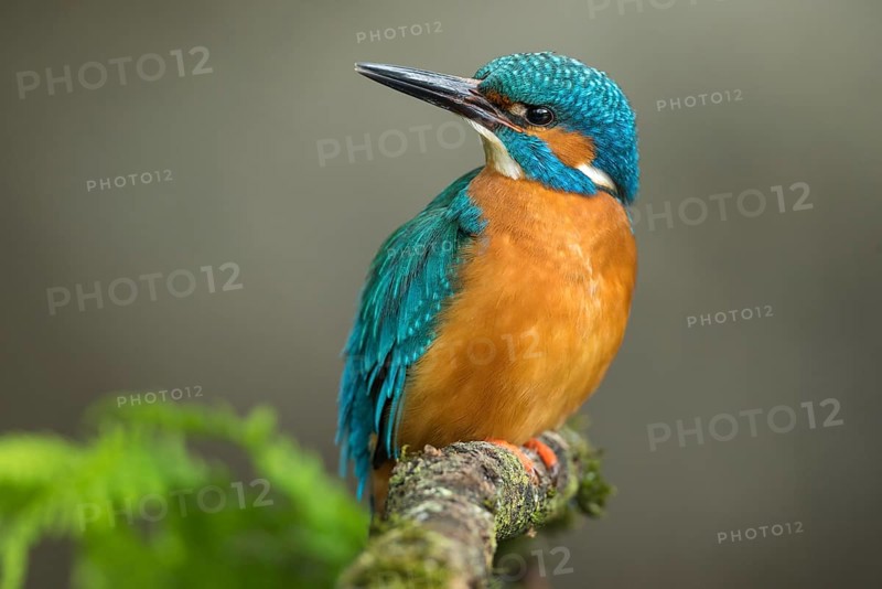 Common kingfisher