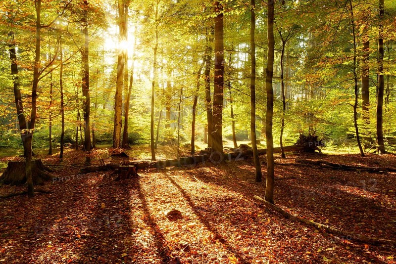 Natural deciduous forest of oaks