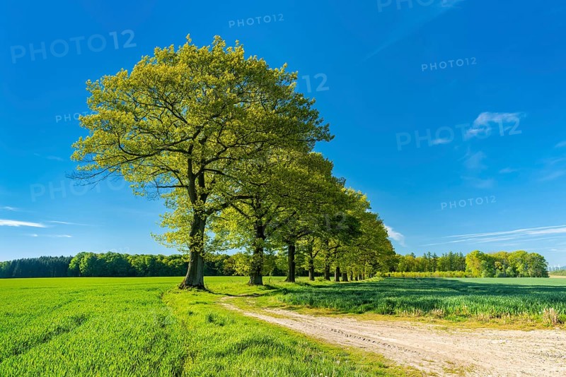 Old oak trees line a field path through green fields in spring