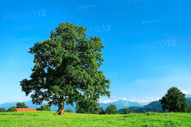 Solitary old oak tree on green meadow